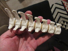 Cephalorhynchus hectori