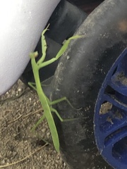 Mantidae