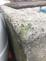 Mantidae