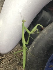 Mantidae