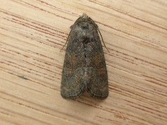 Oligia latruncula