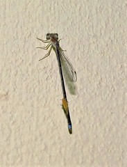 Argentagrion ambiguum