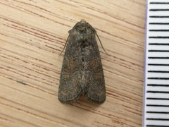 Oligia latruncula