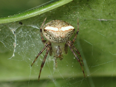 Araneus miniatus
