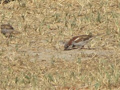 Passer domesticus balearoibericus