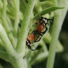 Cyphonia trifida