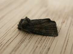 Oligia latruncula