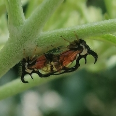 Cyphonia trifida