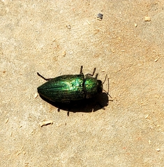Buprestis adjecta