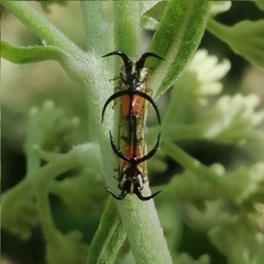 Cyphonia trifida