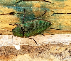 Buprestis adjecta