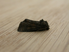 Oligia latruncula