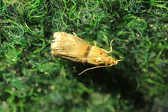 Trachonitis cristella