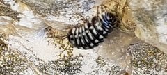Armadillidium maculatum