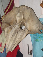 Kogia breviceps