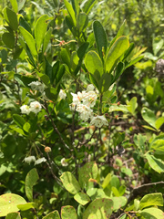 Kalmia cuneata