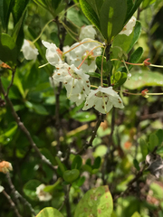 Kalmia cuneata