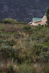 Capeochloa cincta cincta