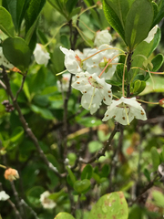Kalmia cuneata