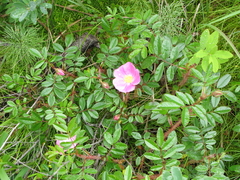 Rosa nitida