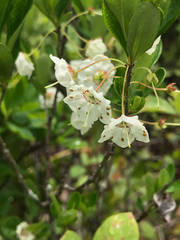 Kalmia cuneata