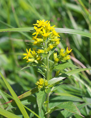 Solidago virgaurea asiatica