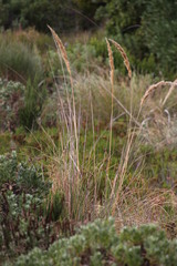 Capeochloa cincta cincta
