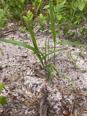 Amphicarpum amphicarpon