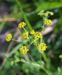Bupleurum longiradiatum