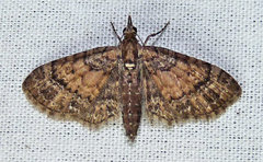 Eupithecia palpata