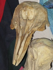 Sagmatias obscurus