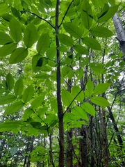 Fraxinus nigra image