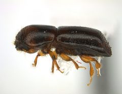 Xyleborus glabratus