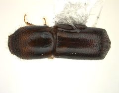 Xyleborus glabratus