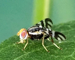 Rhagoletis striatella