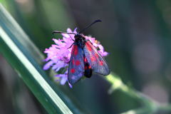 Zygaena cynarae