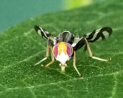 Rhagoletis striatella