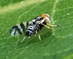 Rhagoletis striatella