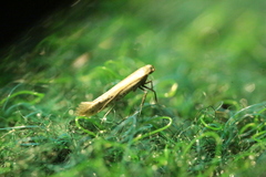 Aspilapteryx tringipennella