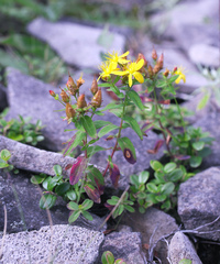 Hypericum nikkoense