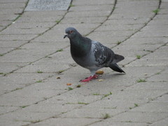 Columba livia