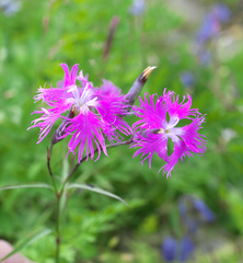 Dianthus superbus superbus