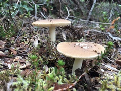 Amanita diemii