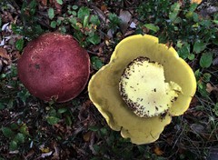 Butyriboletus loyo