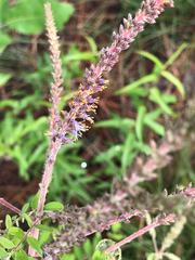 Amorpha herbacea herbacea