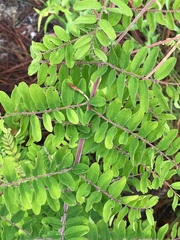 Amorpha herbacea herbacea