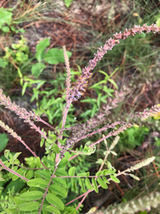 Amorpha herbacea herbacea