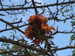 Erythrina velutina