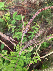 Amorpha herbacea herbacea
