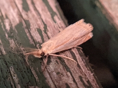 Crambus agitatellus